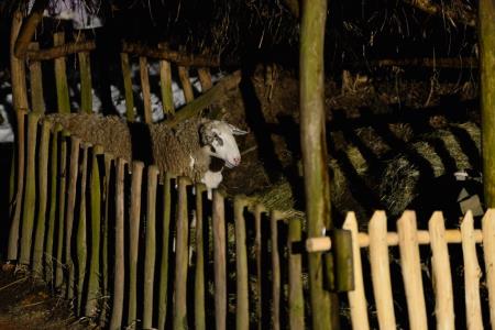 Predstava Božična noč pri Ivanovem izviru, sezona 2014-2015 21